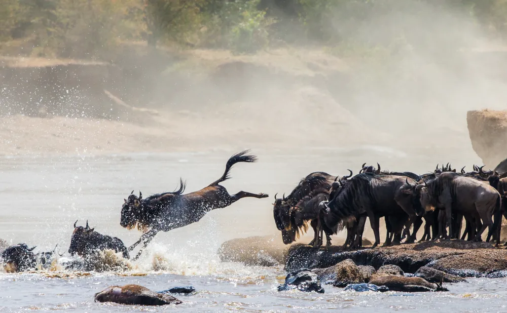 8 Days Serengeti Great wildebeest Migration Safari