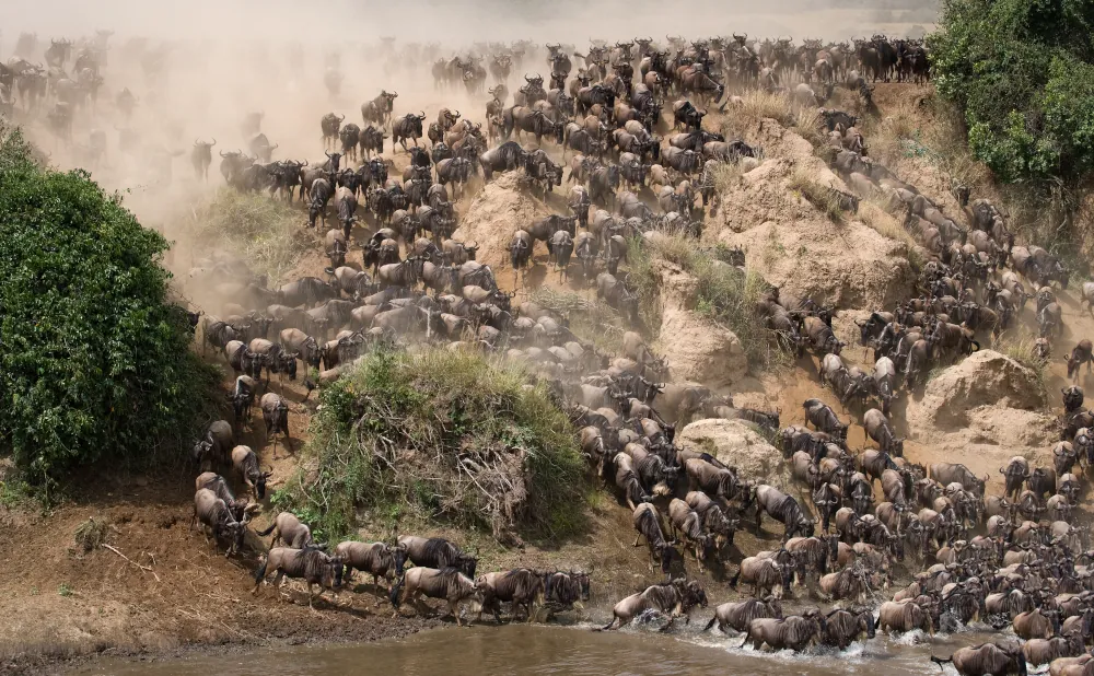 6 Days Serengeti Great wildebeest Migration Safari