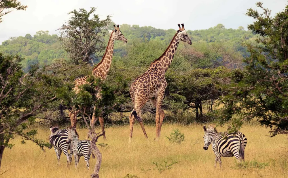 3 Days Nyerere National Park Safari