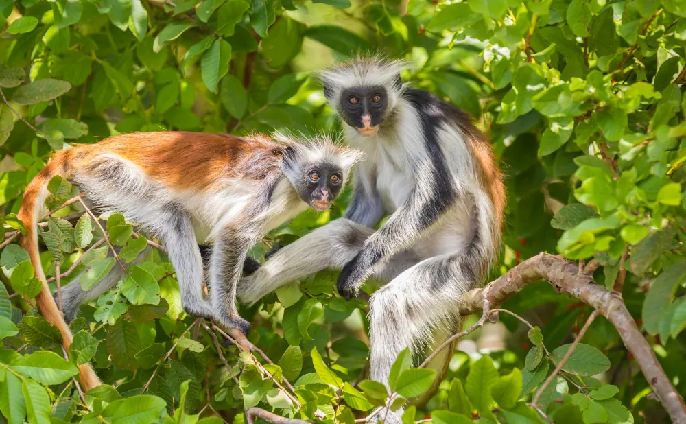 6 Days Zanzibar Island Tour