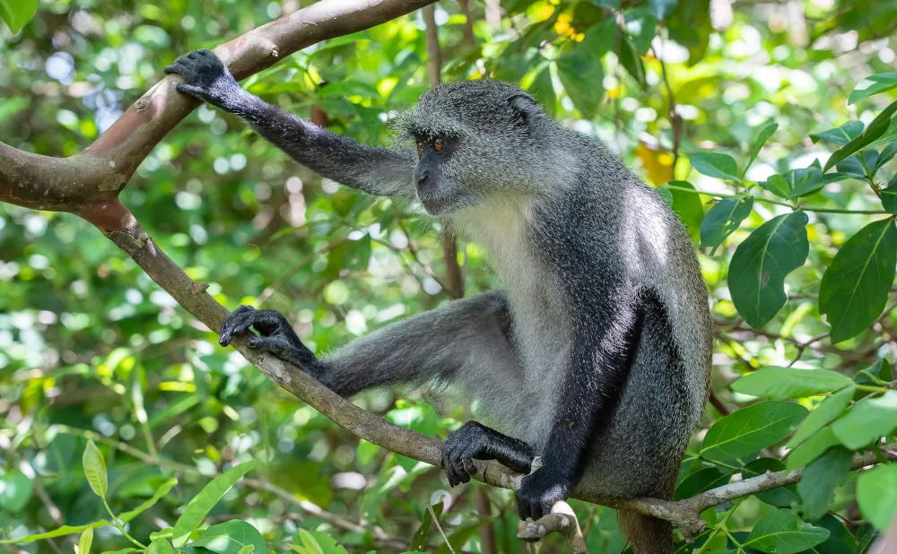 10 Days Zanzibar Island Tour