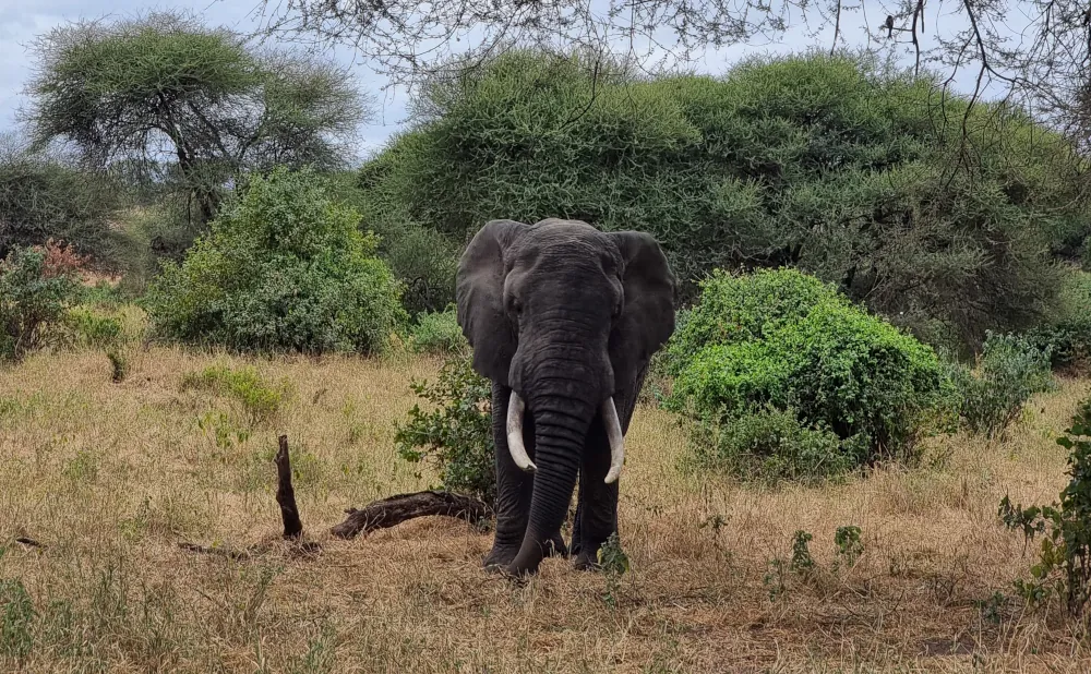 Tarangire