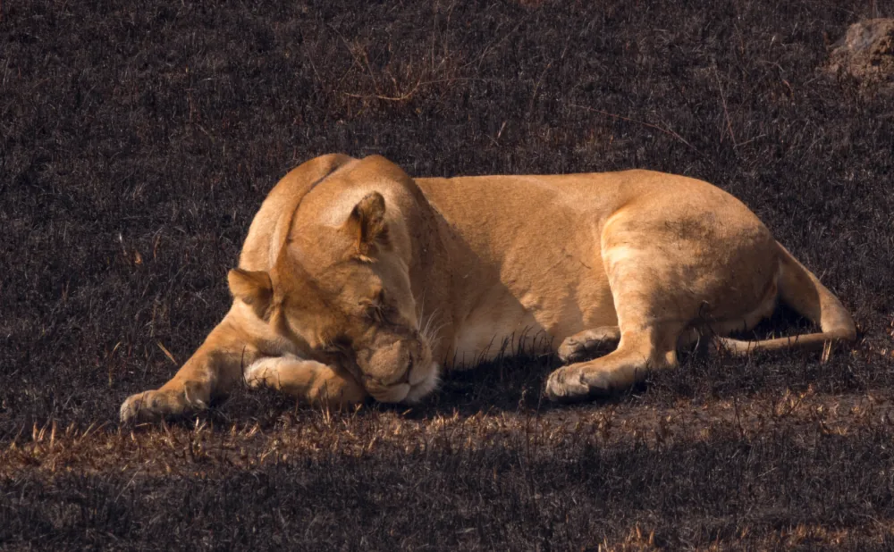 3 Days Serengeti National Park and Ngorongoro Crater Safari