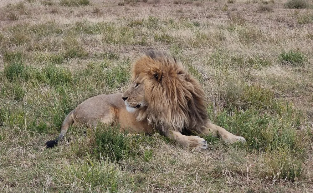 5 Days Tarangire,Lake Manyara,Serengeti National Park and Ngorongoro Crater Safari