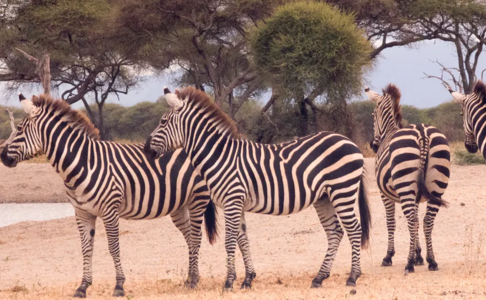 3 Days Tarangire, Lake Manyara and Ngorongoro Crater Safari