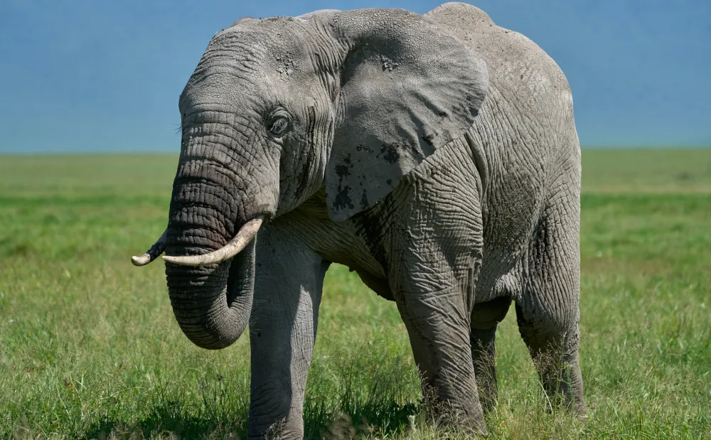 3 DAYS WILDLIFE SAFARI