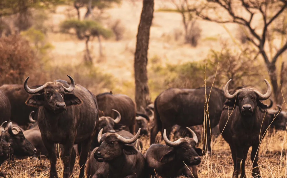 5 DAYS WILDLIFE SAFARI