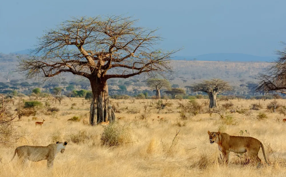 7 Days Ruaha National Park Safari