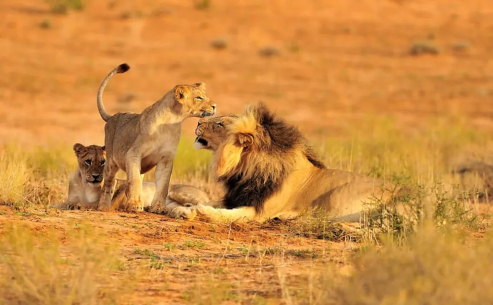 6 Days Ruaha National Park Safari