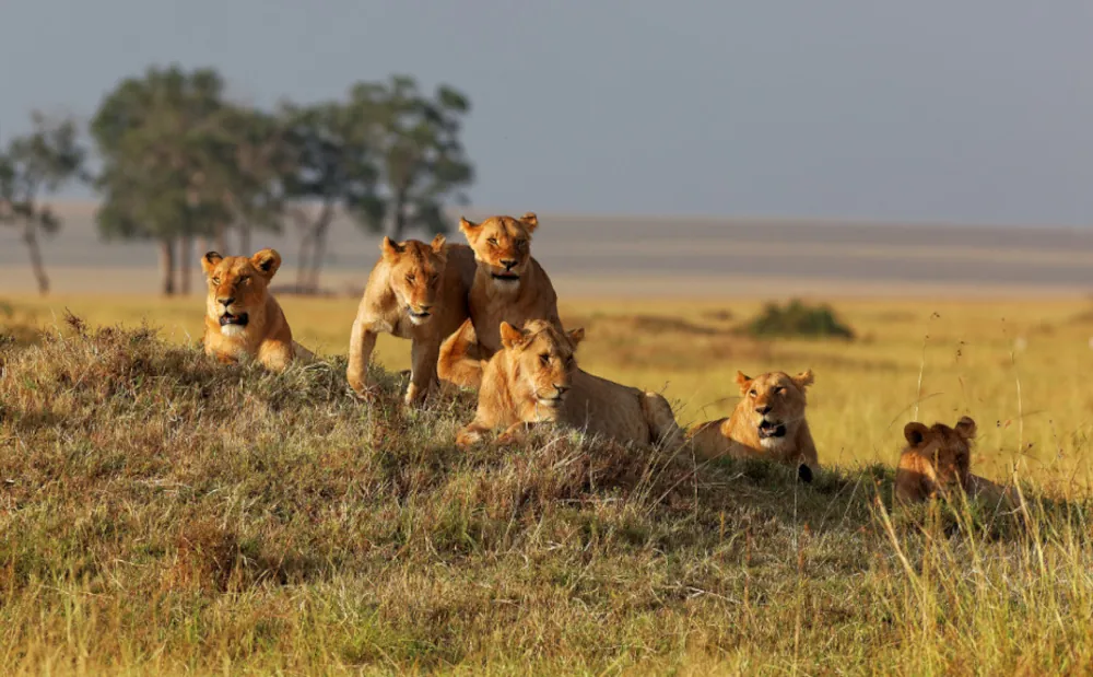 7 Days Mikumi, Udzungwa and Ruaha National Park Safari