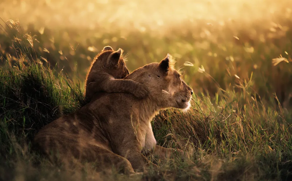 5 Days Nyerere and Mikumi National Park Safari
