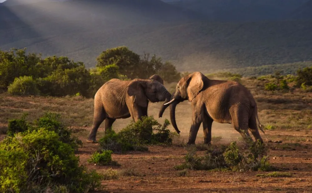3 Days Mikumi National Park Midrange Safari