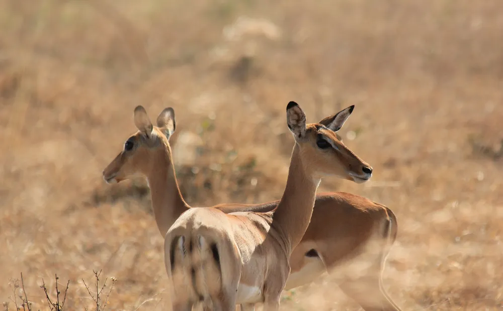 3 Days Mikumi National Park Camping Safari