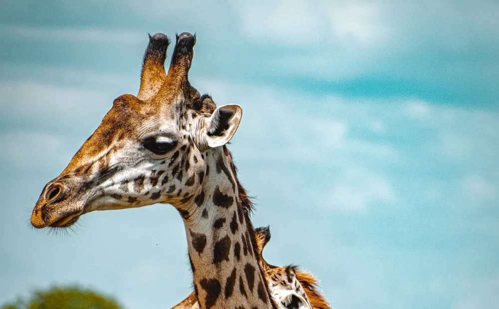 3 Days Camping Mikumi and Udzungwa National Park Safari