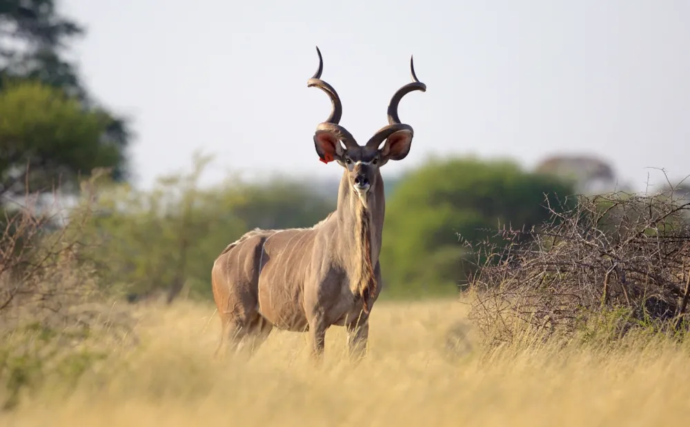 5 Days Ruaha National Park Safari