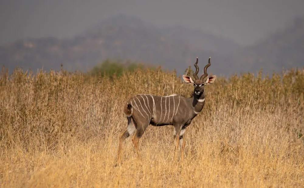 4 Days Ruaha National Park Safari