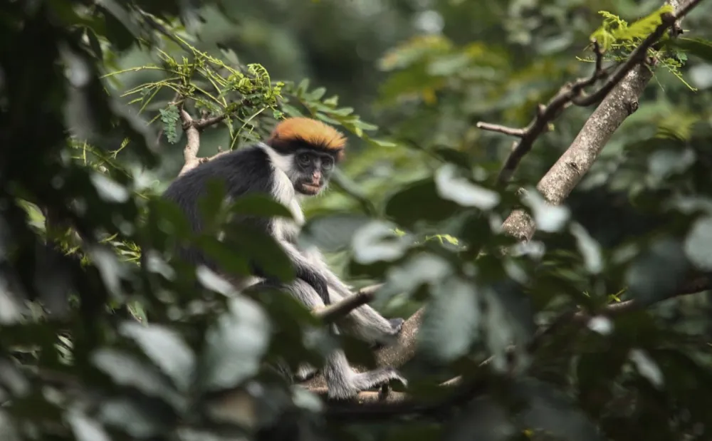 3 Days Mikumi and Udzungwa National Park Midrange Safari