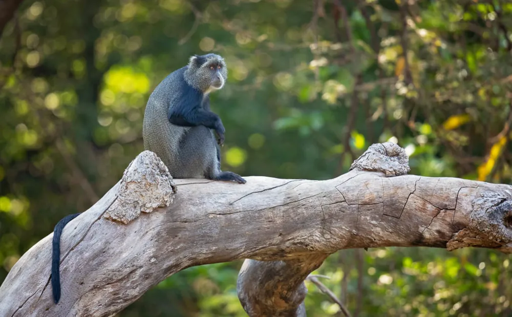10 Days Mikumi, Udzungwa & Ruaha National Park Safari