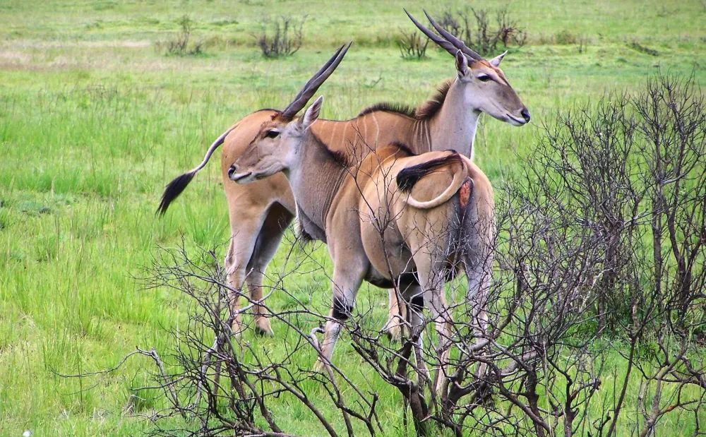 4 Days and 3 Nights Nyerere National Park Safari