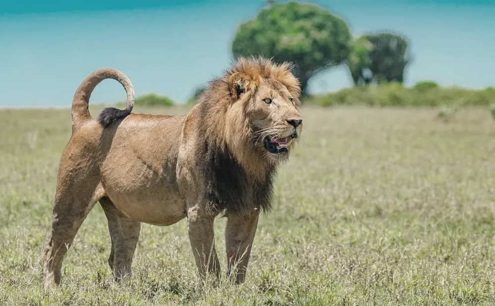 1 Day Nyerere National Park