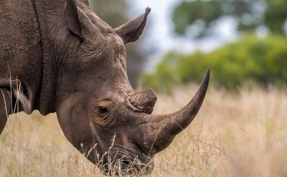 1 Day Ngorongoro Crater
